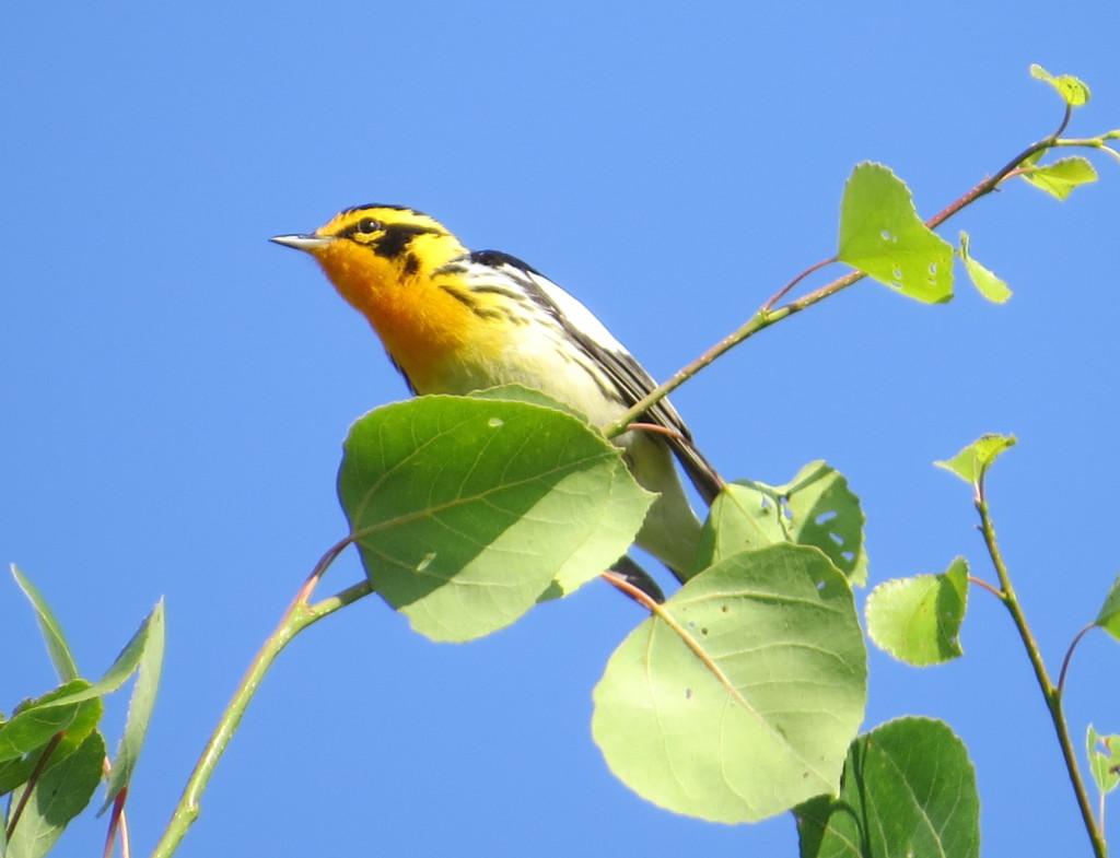 Blackburnian Warbler