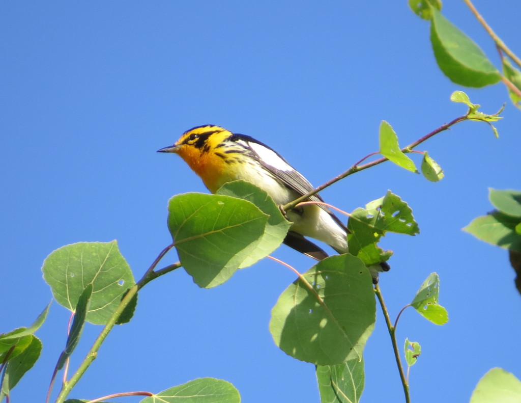 Blackburnian Warbler