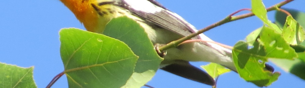 Blackburnian Warbler