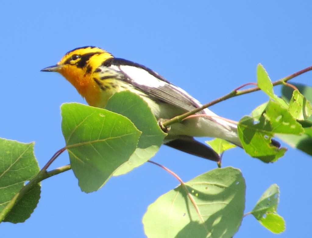 Blackburnian Warbler