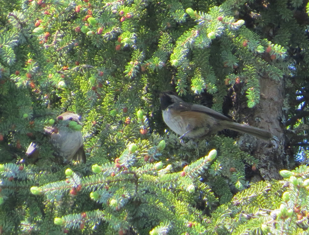 Boreal Chickadee