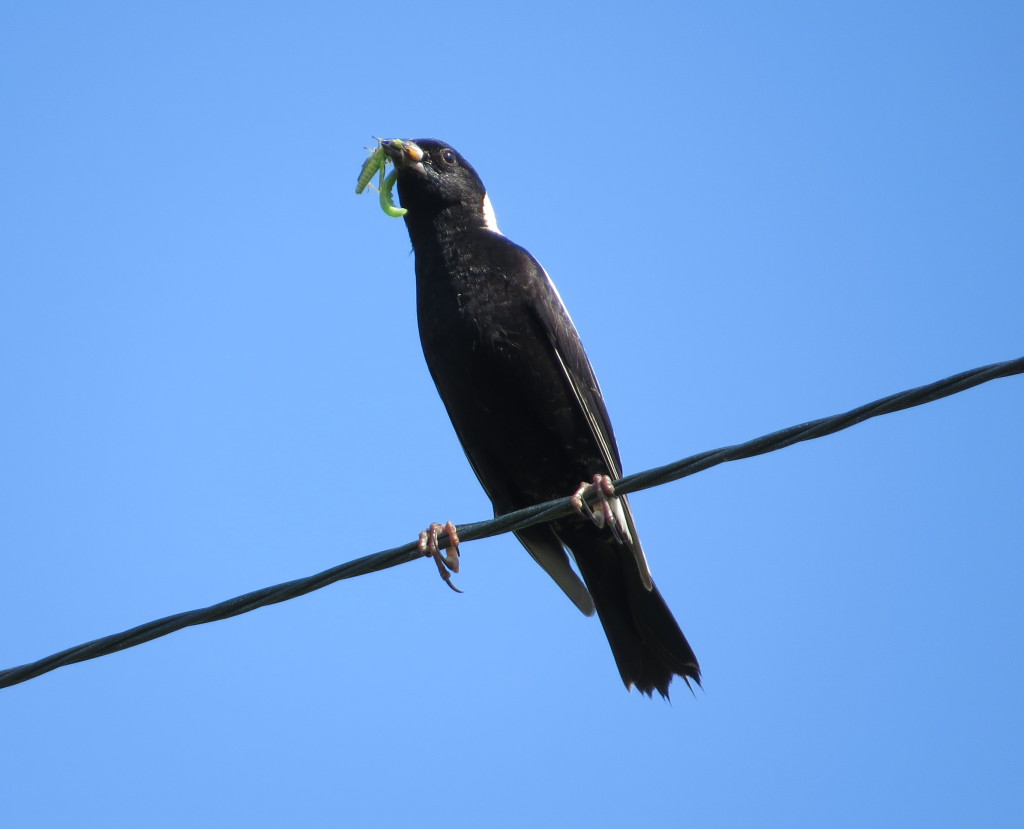 Bobolink