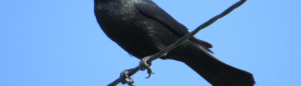 Brewer's Blackbird