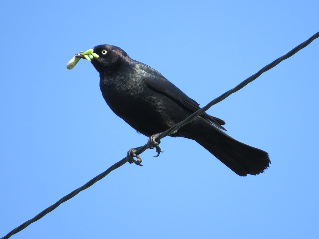 Brewer's Blackbird