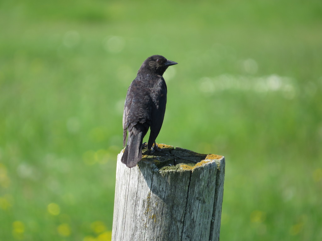 Brewer's Blackbird