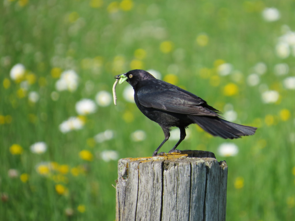 Brewer's Blackbird