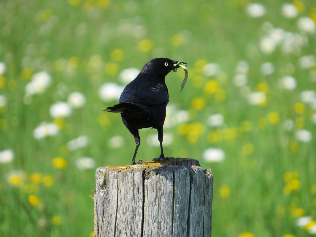 Brewer's Blackbird