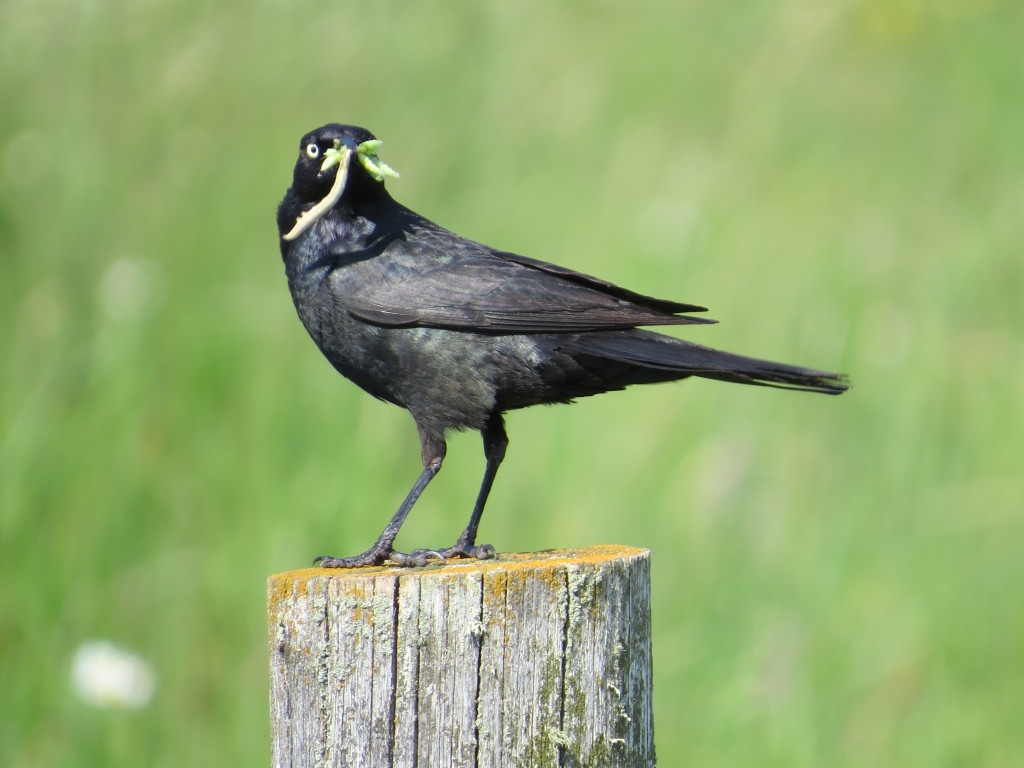 Brewer's Blackbird