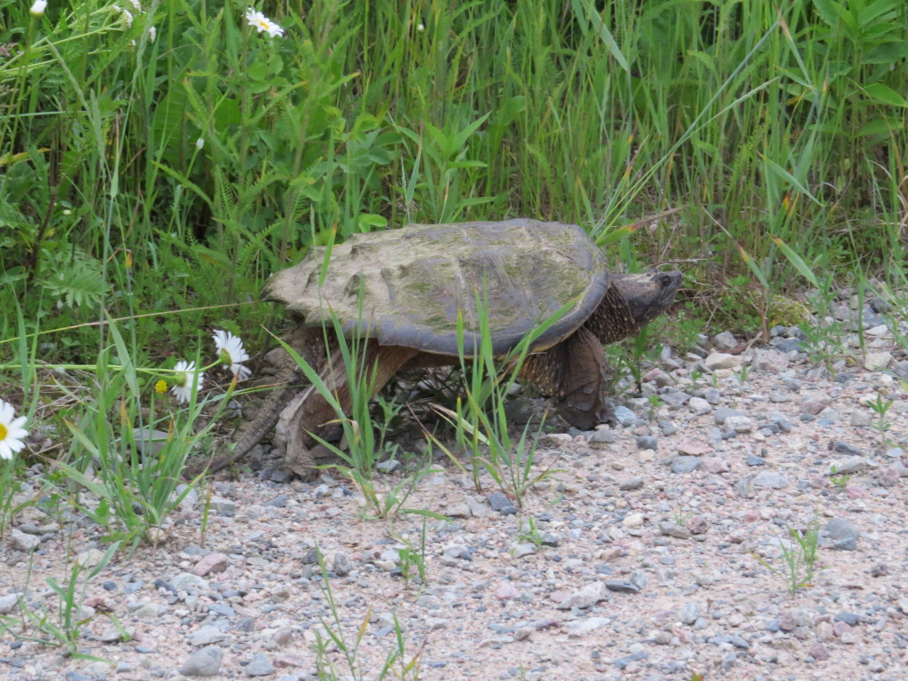 Snapping Turtle