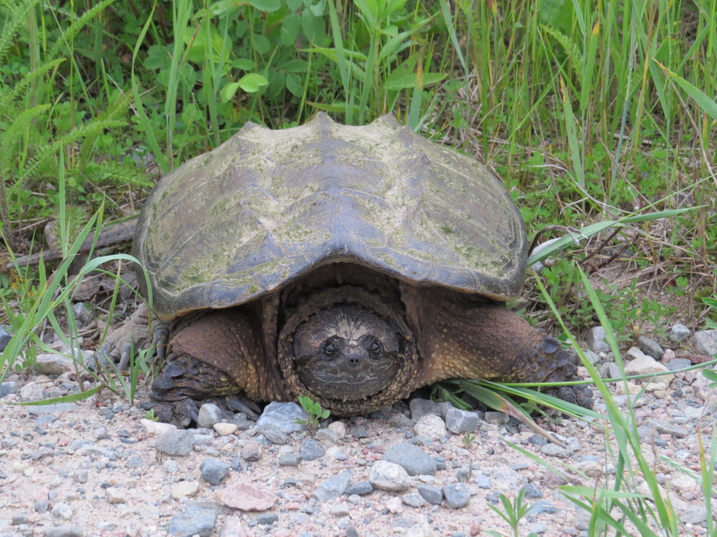 Snapping Turtle