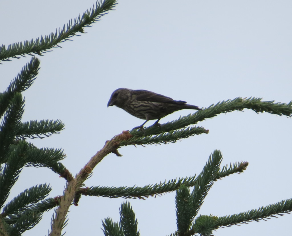 Red Crossbill