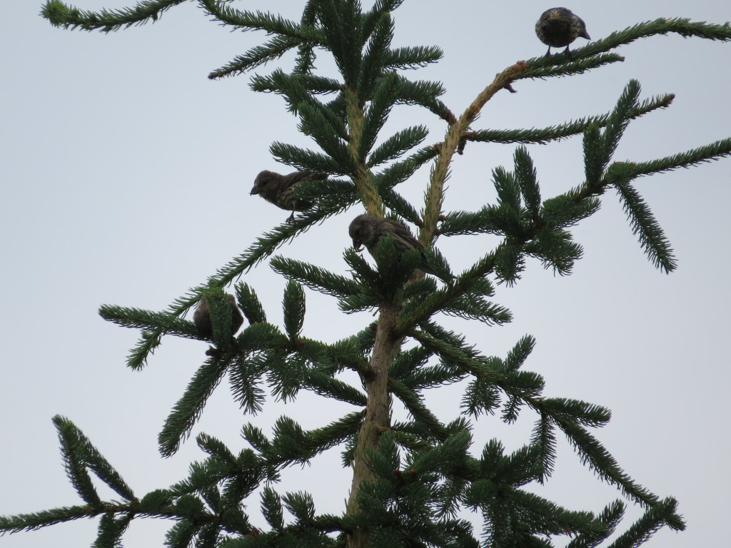 Red Crossbills