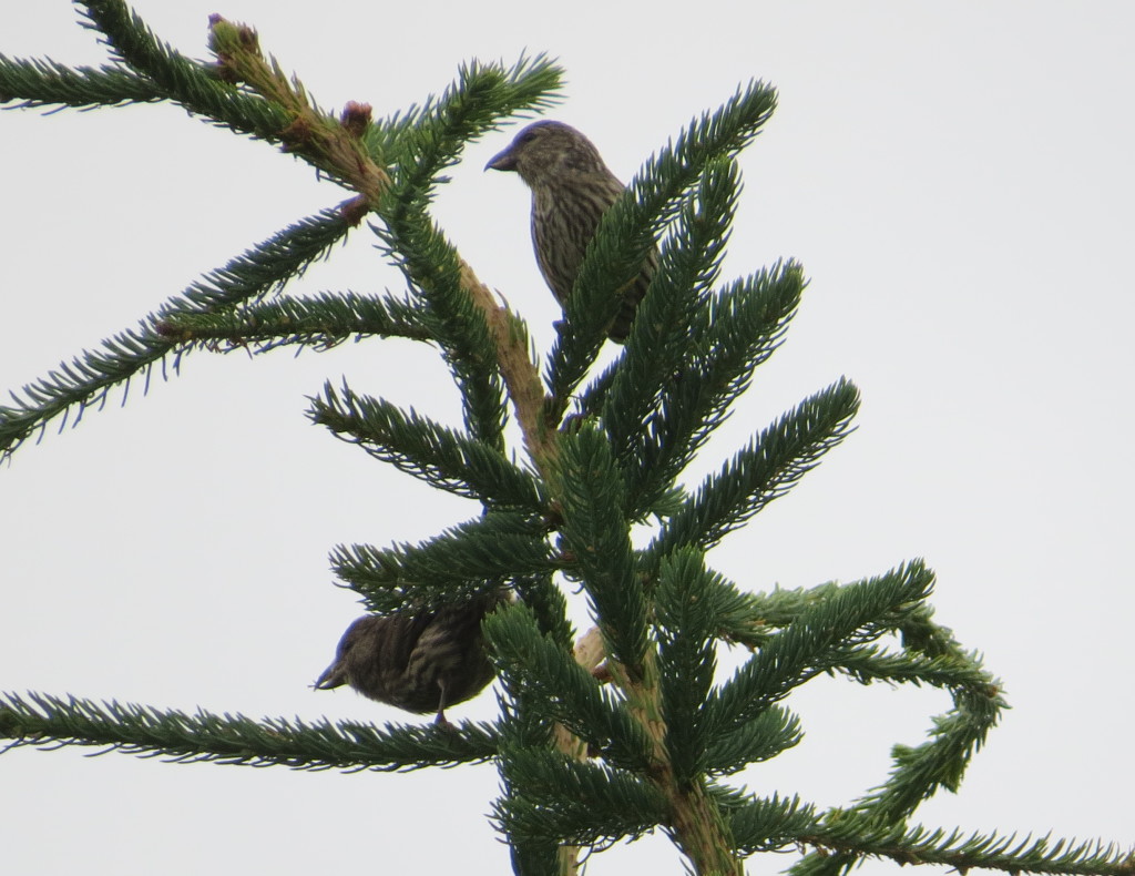 Red Crossbill