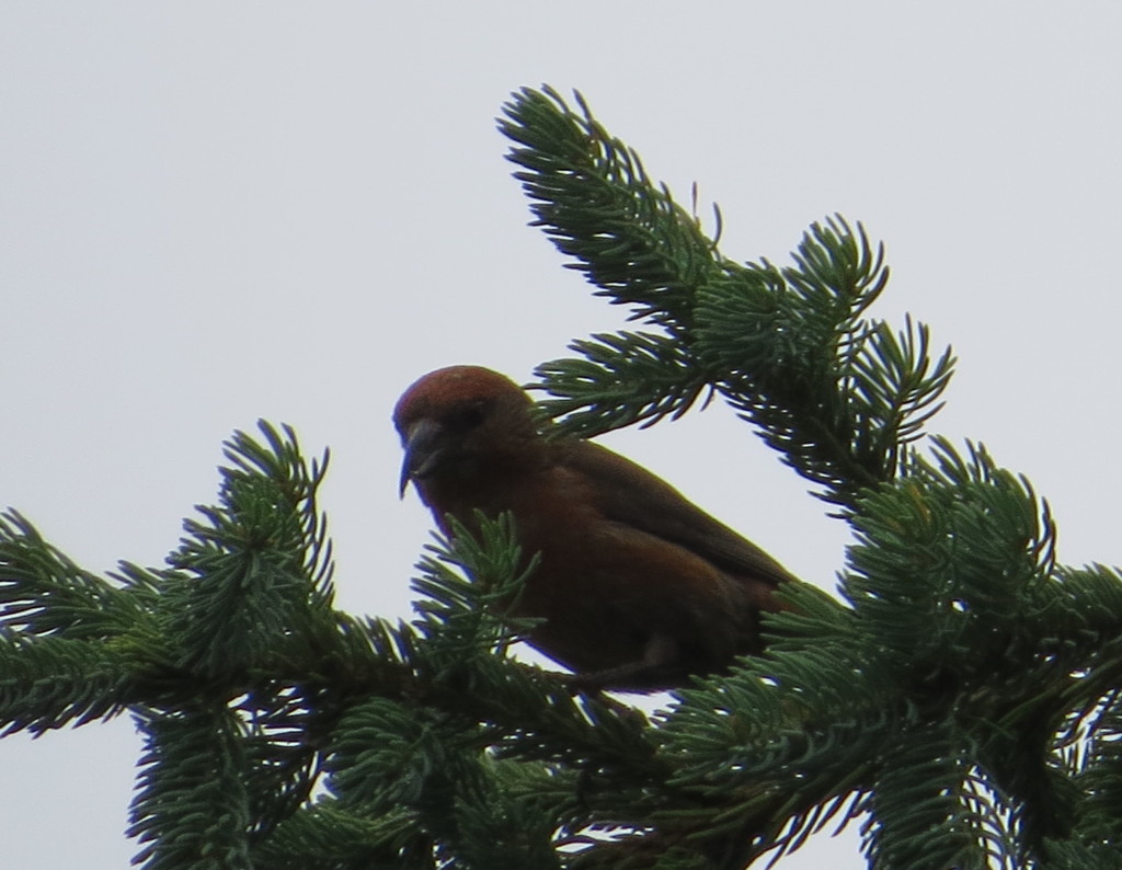 Red Crossbill