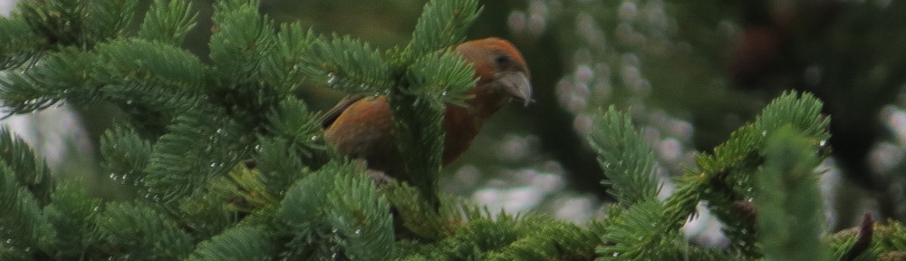 Red Crosbill