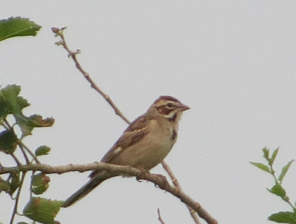 Lark Sparrow