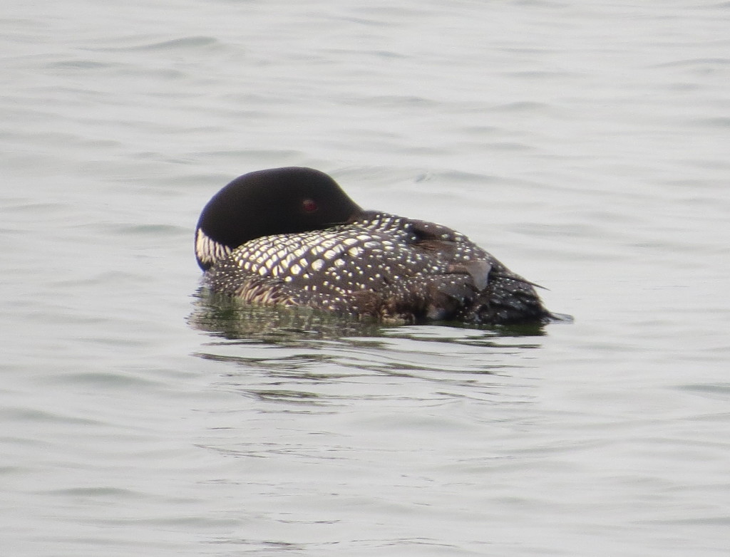 Common Loon