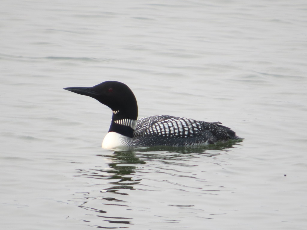 Common Loon