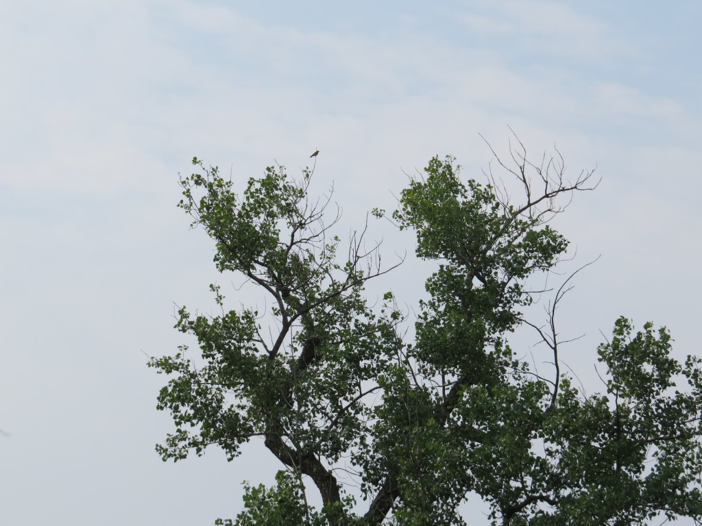 Tropical Kingbird