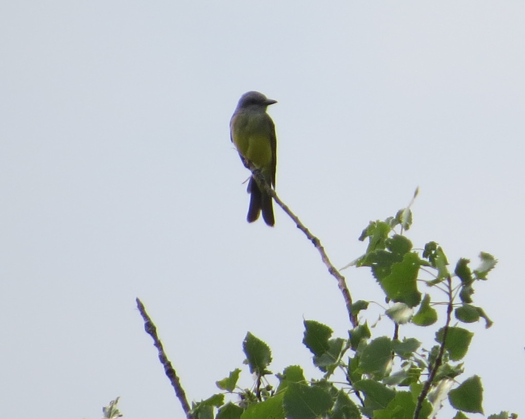 Tropical Kingbird