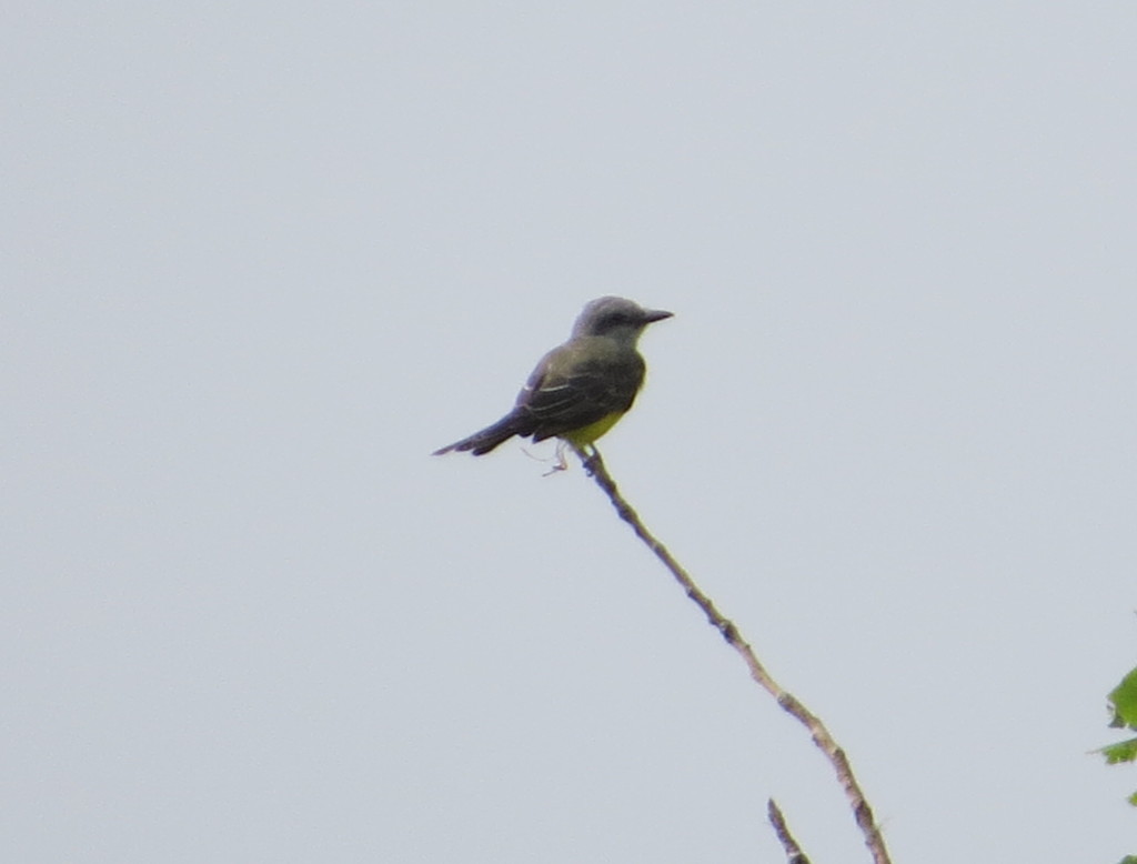 Tropical Kingbird