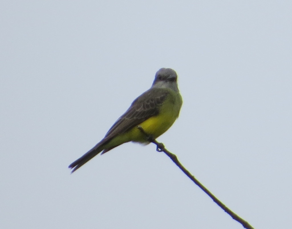 Tropical Kingbird