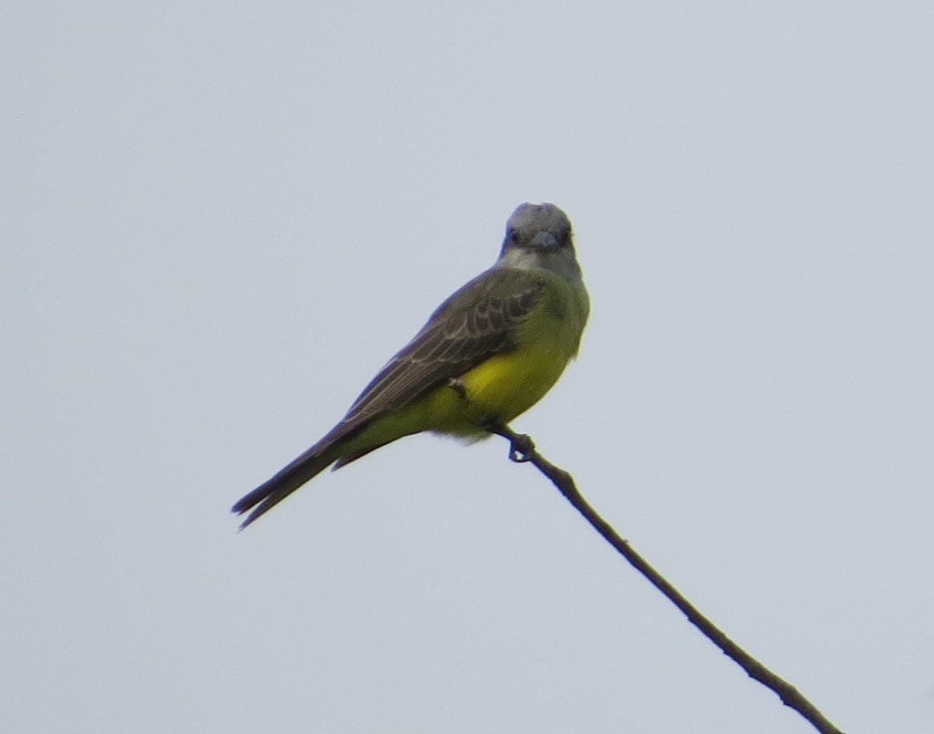 Tropical Kingbird