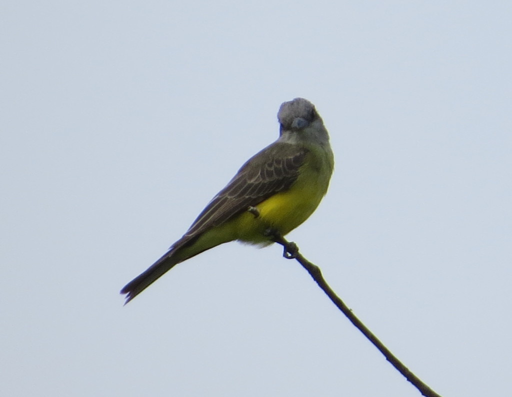 Tropical Kingbird