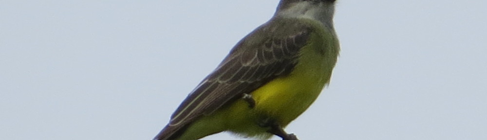 Tropical Kingbird