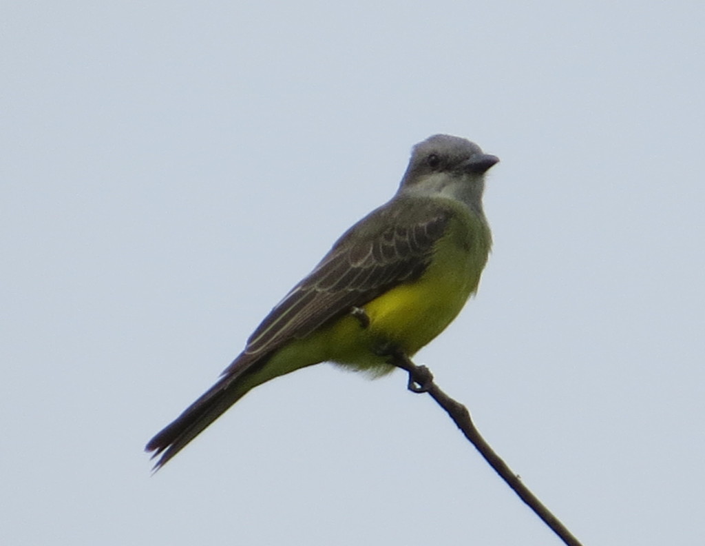 Tropical Kingbird