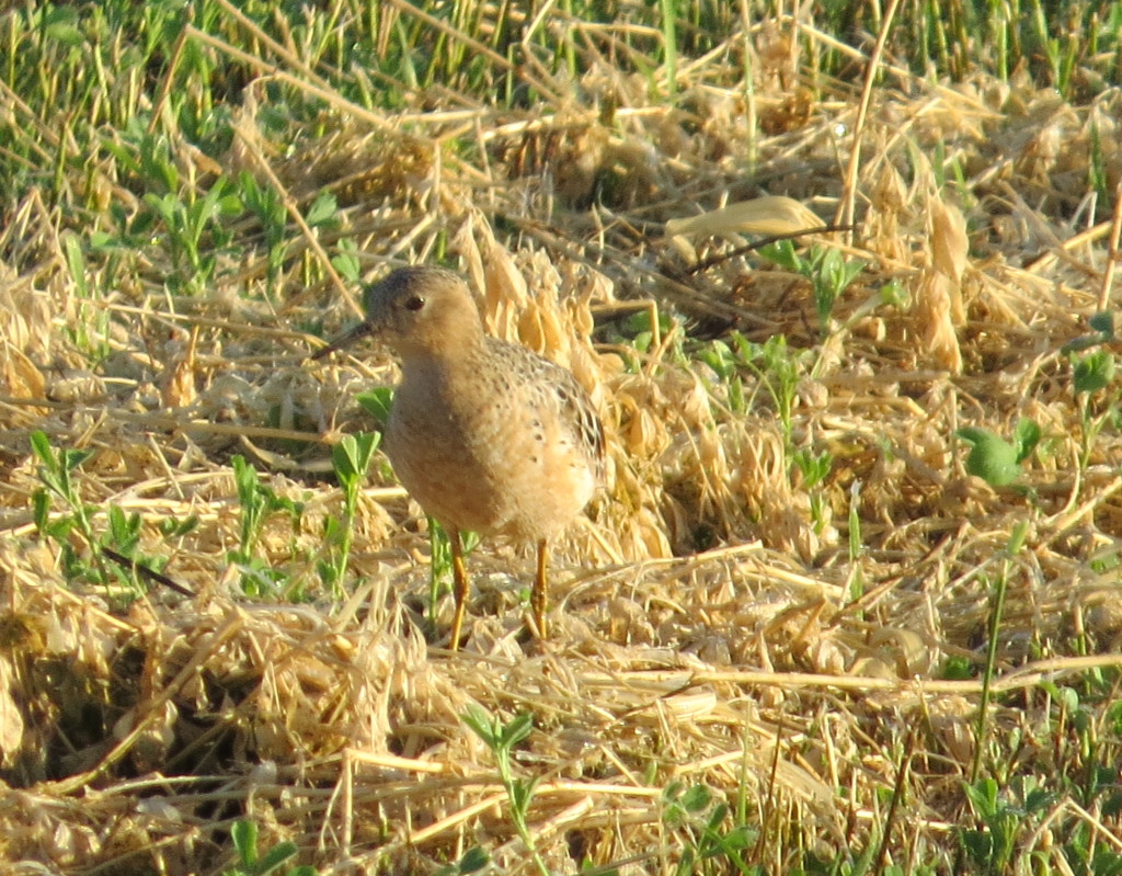 Buff-breasted Sandpiper