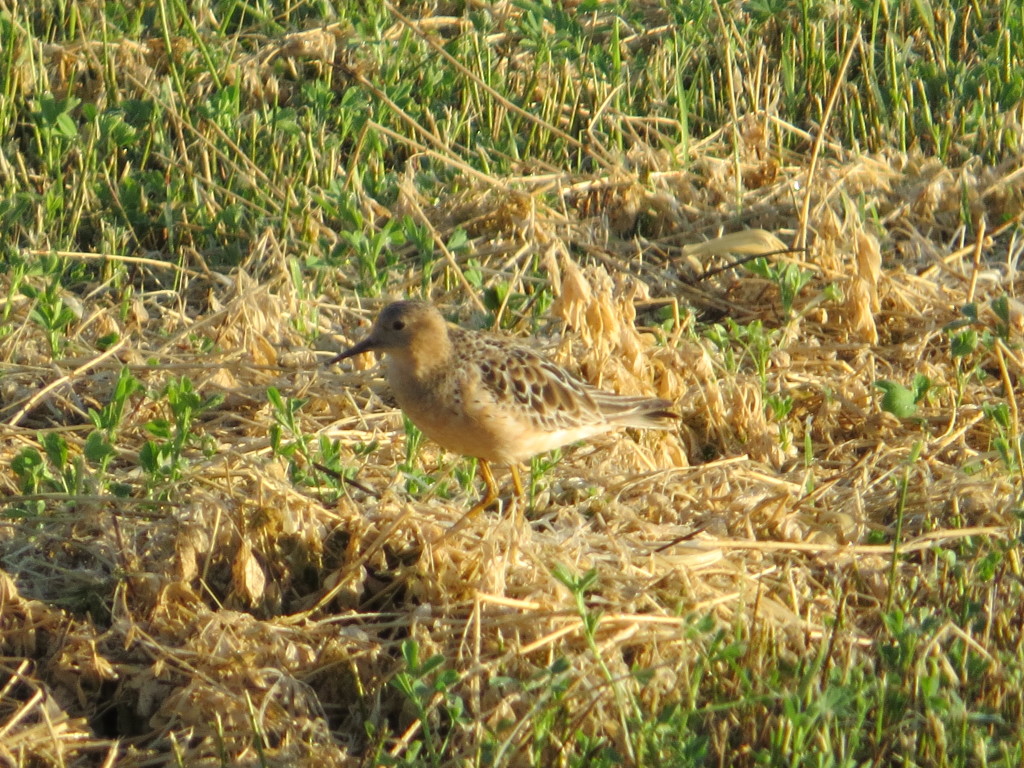 Buff-breasted Sandpiper