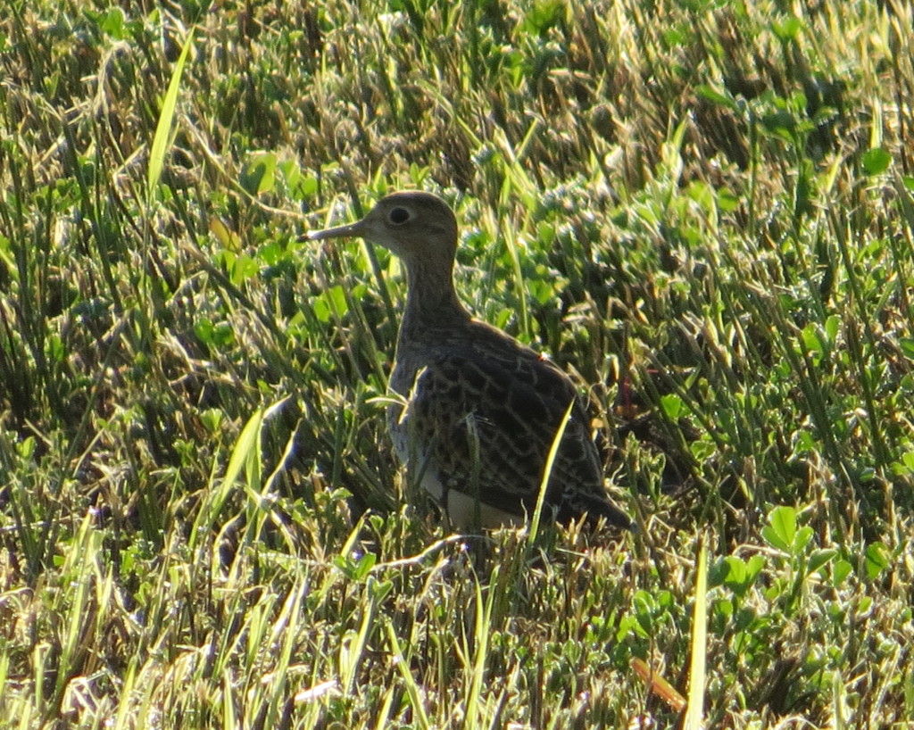 Upland Sandpiper