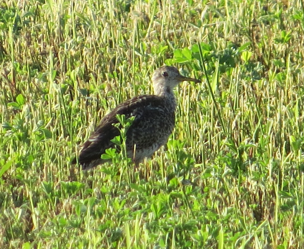 Upland Sandpiper