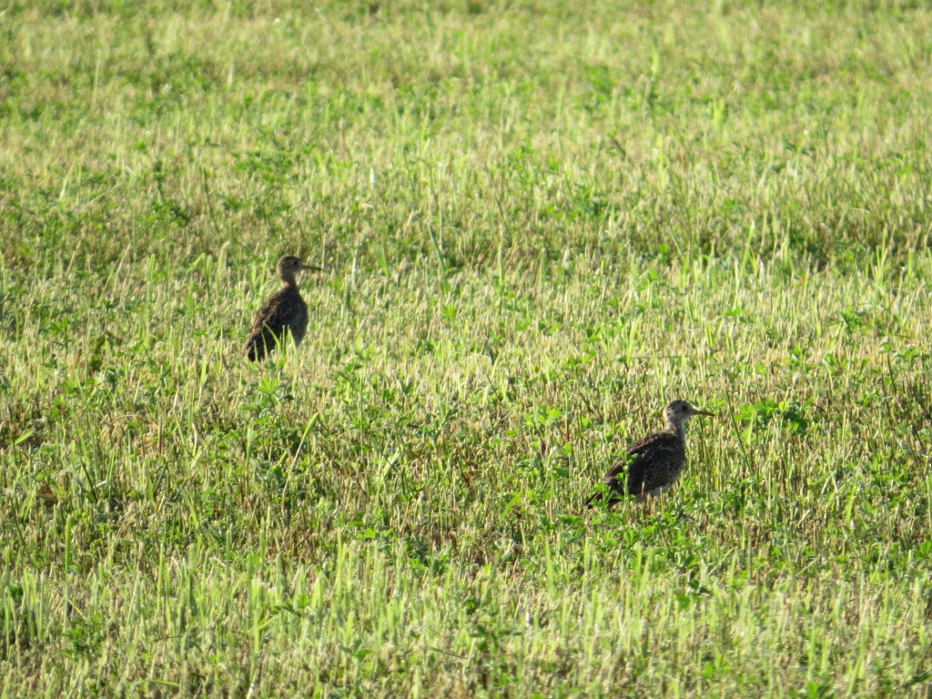 Upland Sandpiper