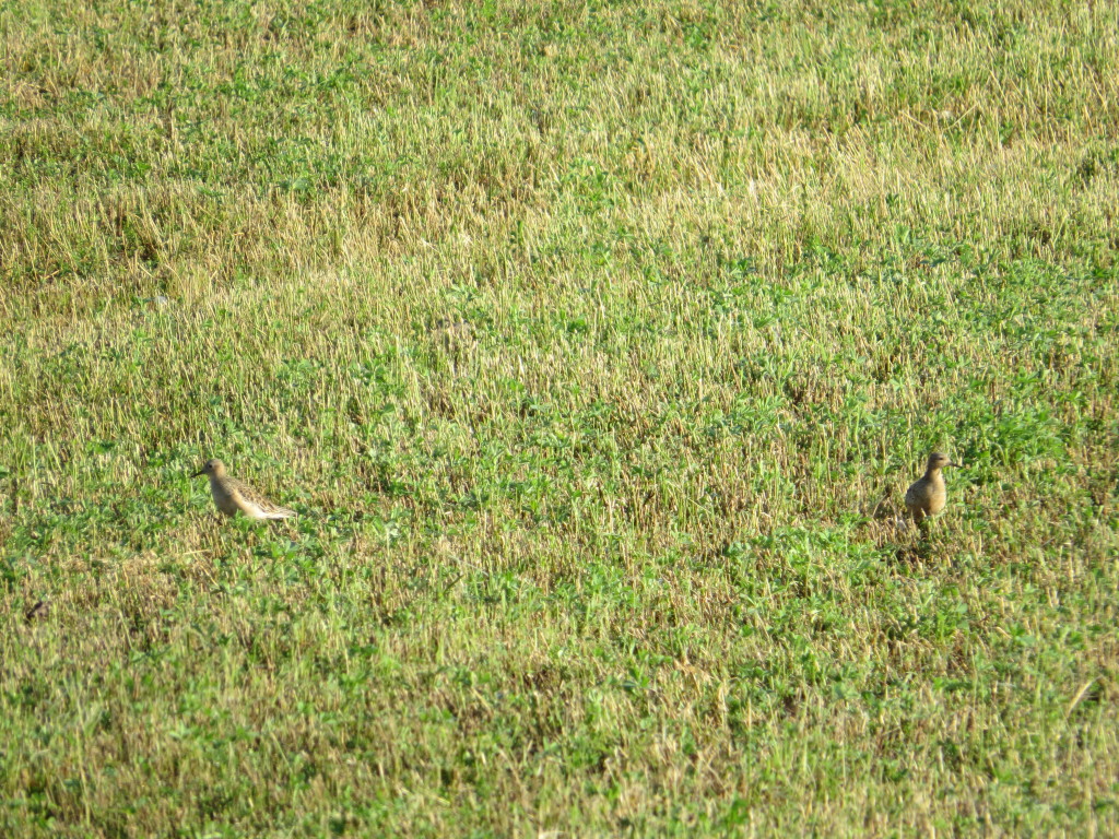 Buff-breasted Sandpiper