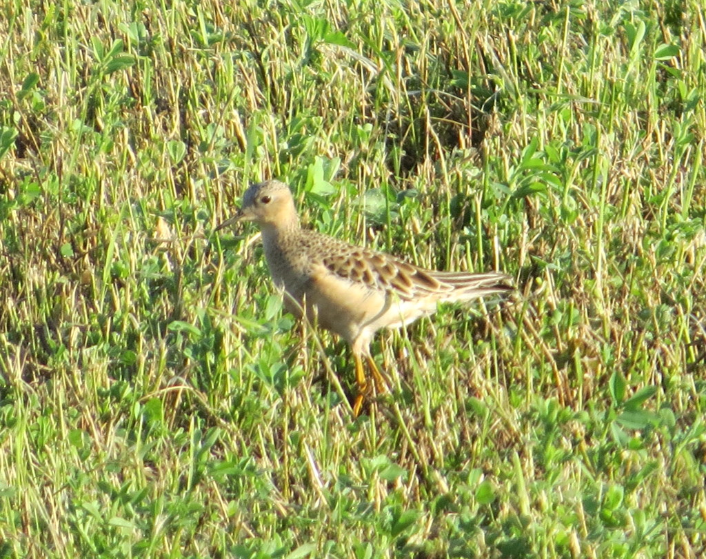 Buff-breasted Sandpiper