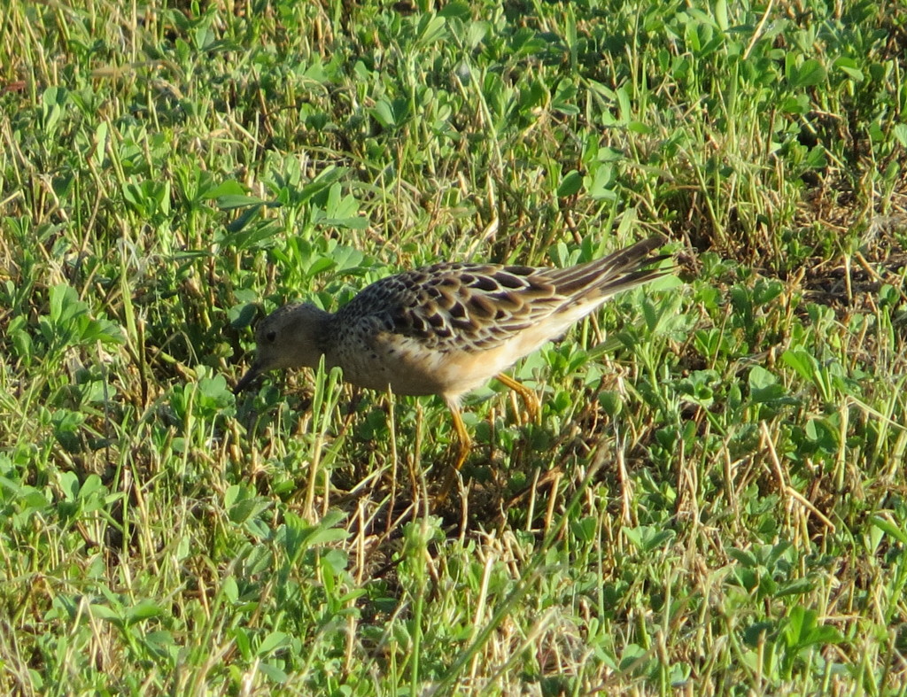 Buff-breasted Sandpiper