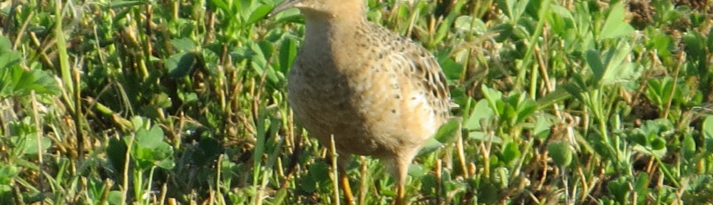 Buff-breasted Sandpiper