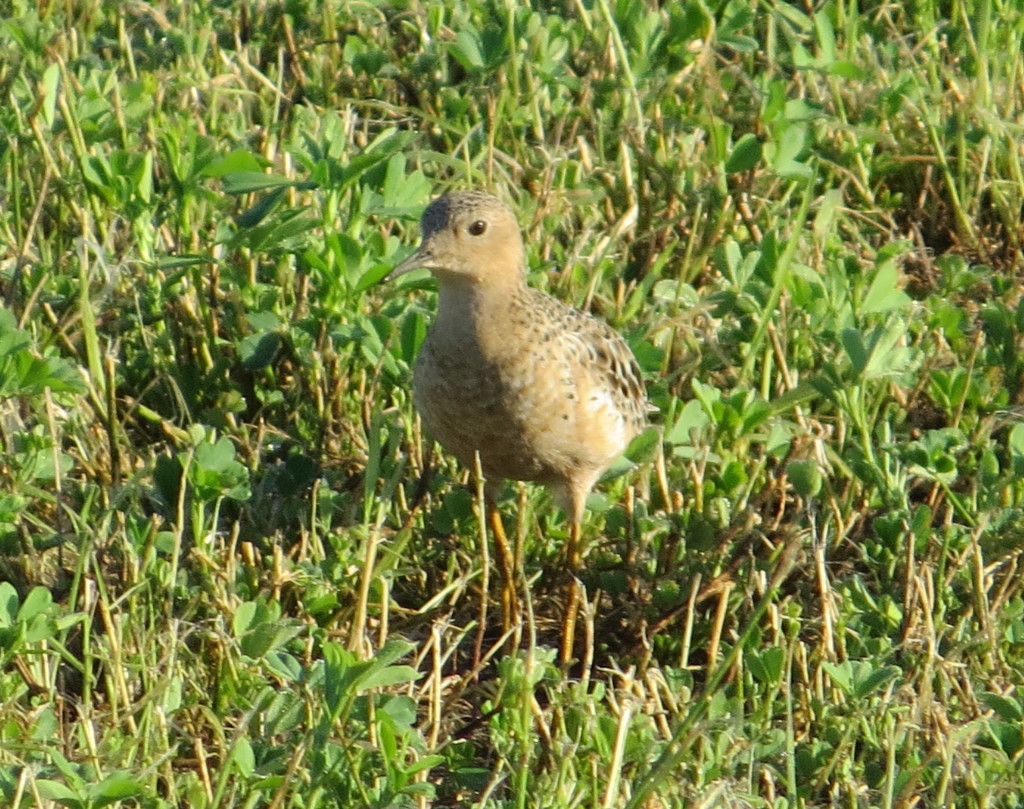 Buff-breasted Sandpiper