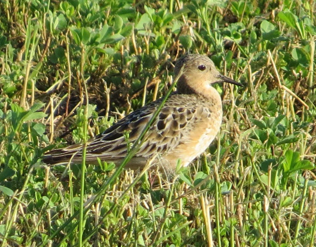 Buff-breasted Sandpiper