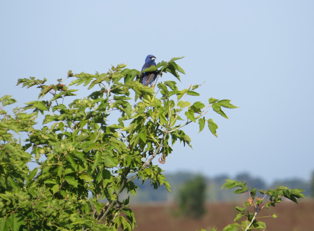 Blue Grosbeak