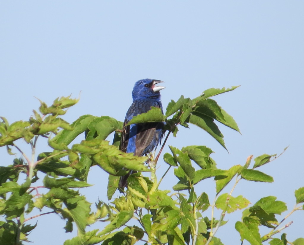 Blue Grosbeak