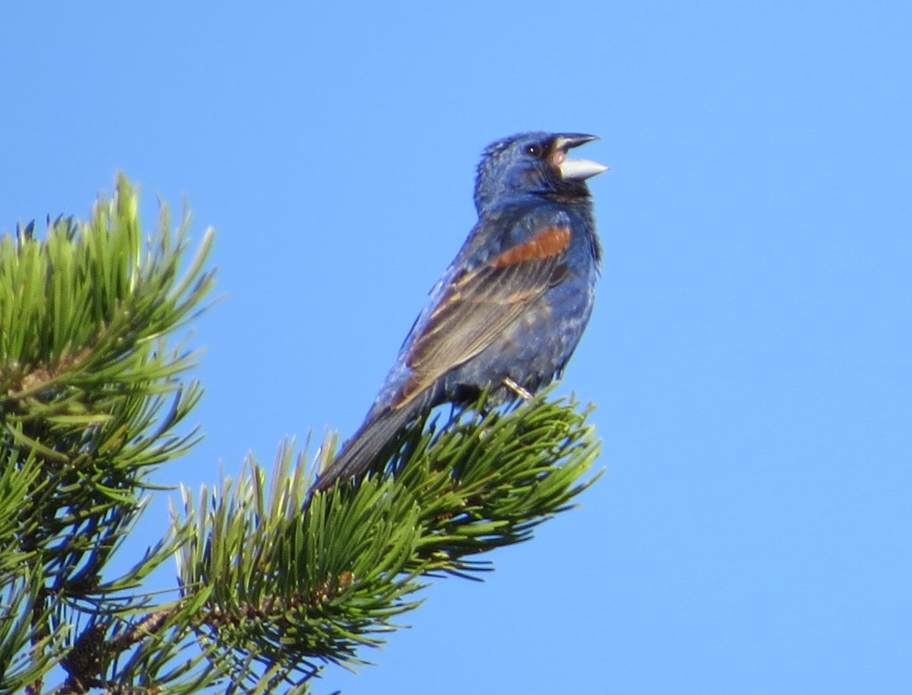 Blue Grosbeak