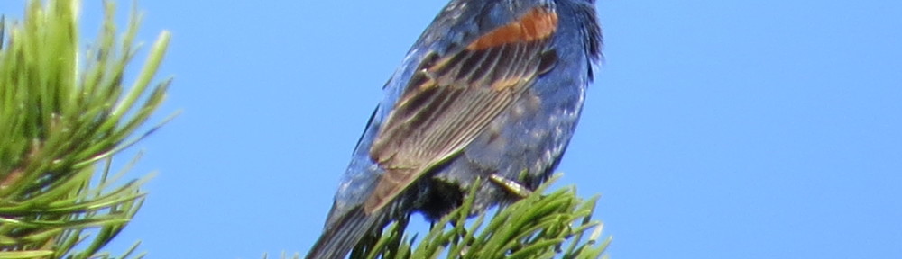 Blue Grosbeak