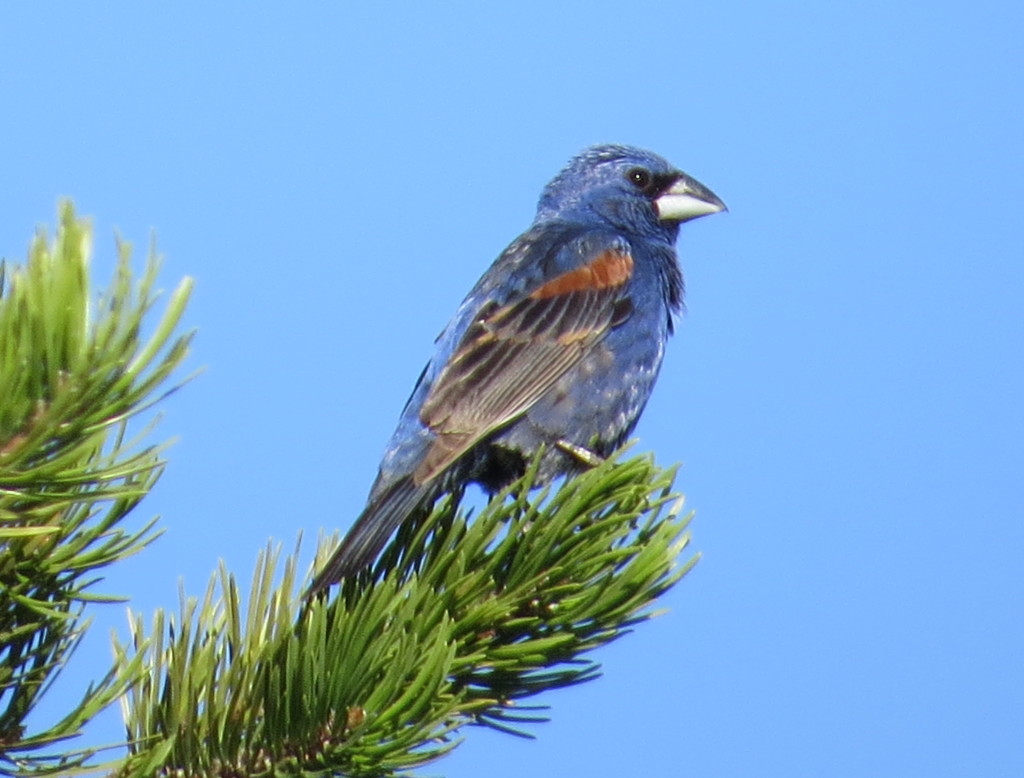 Blue Grosbeak