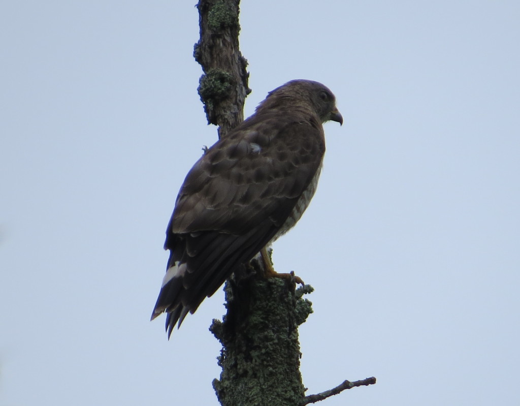 Broad-winged Hawk