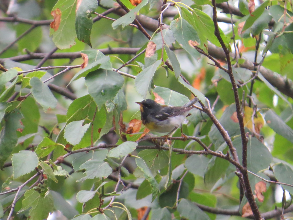 Northern Parula