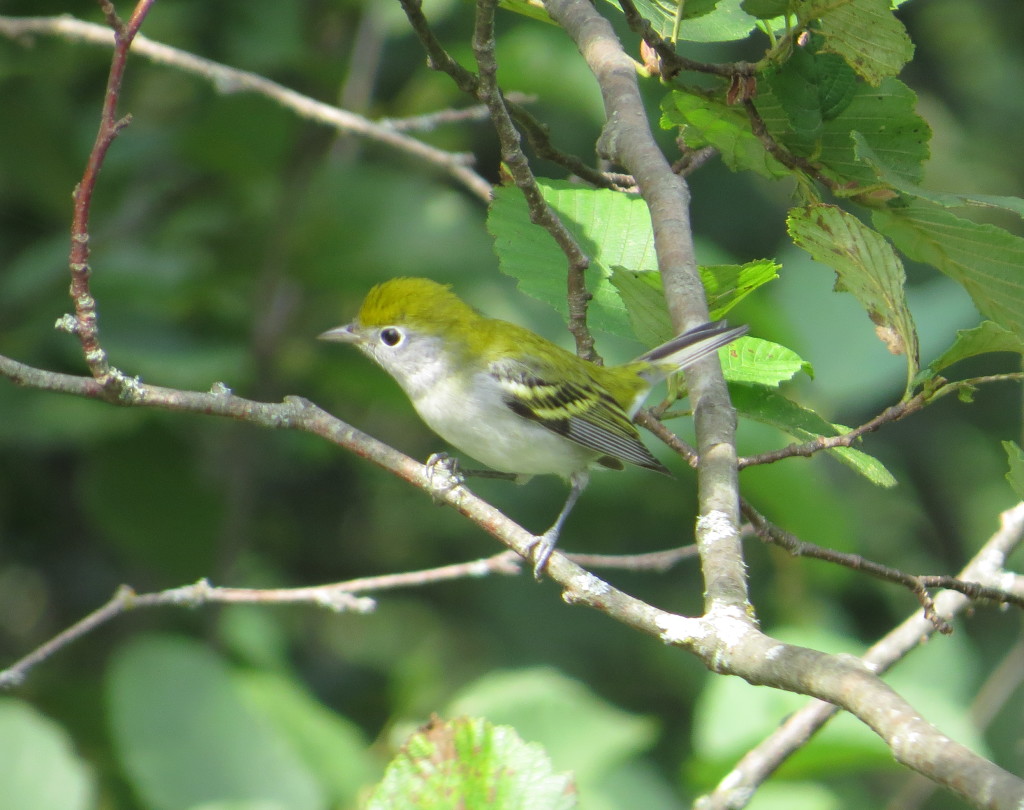 Chestnut-sided Warbler