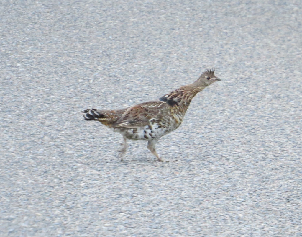 Ruffed Grouse